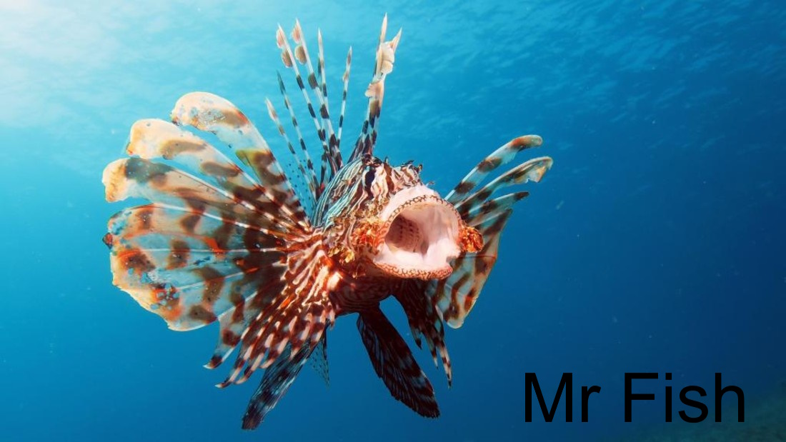 Mr Fish